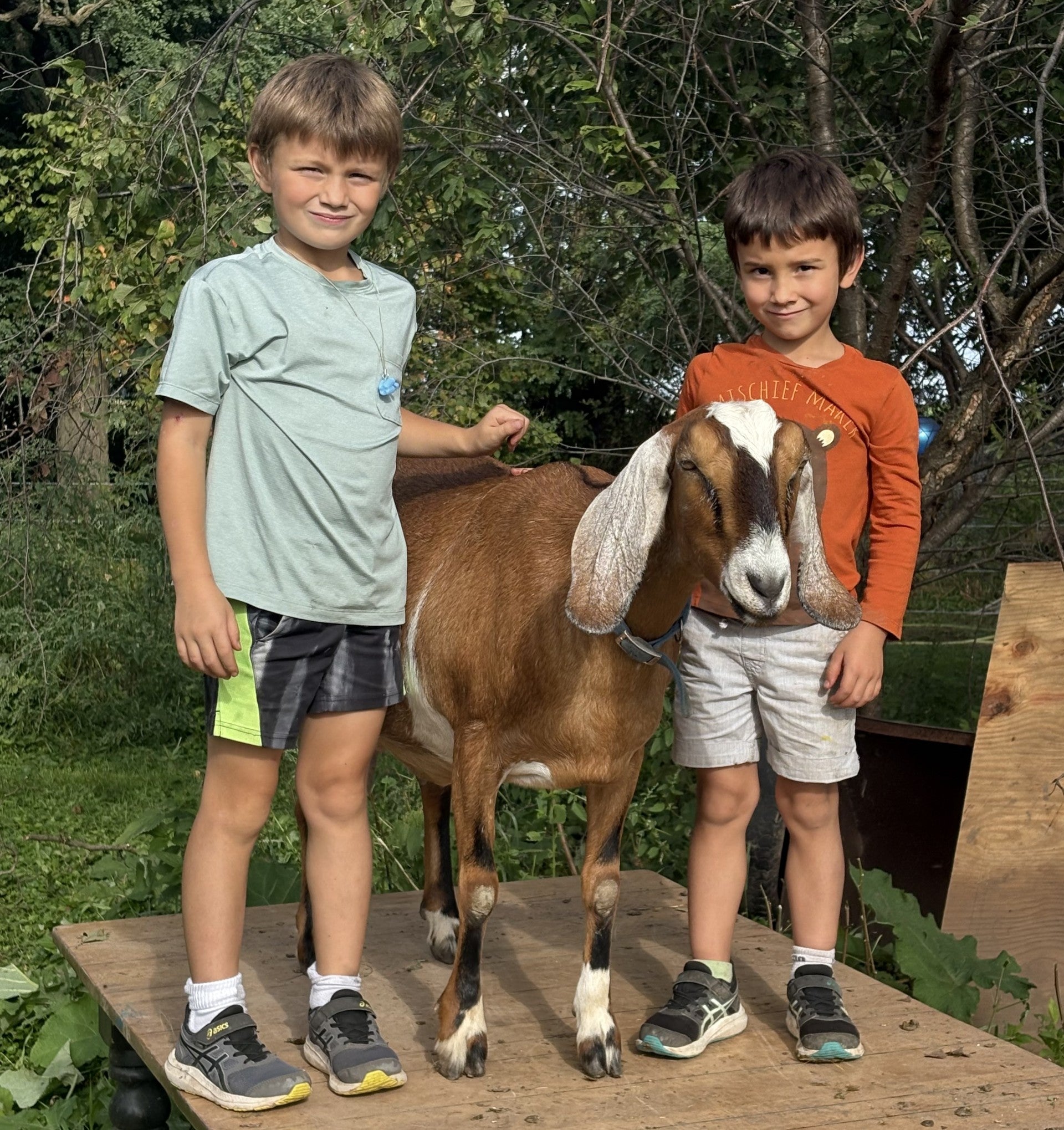 Two children standing with a goat on a wooden platform outdoors.
